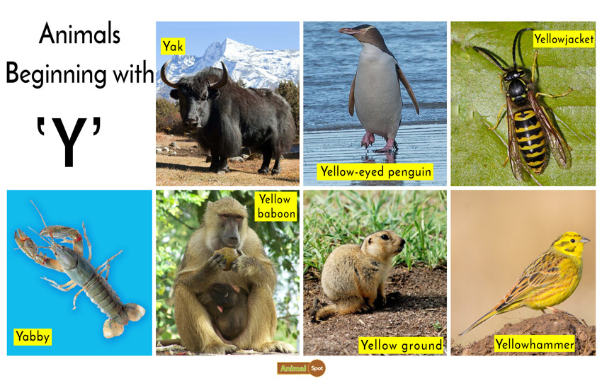 animals that start with the letter y