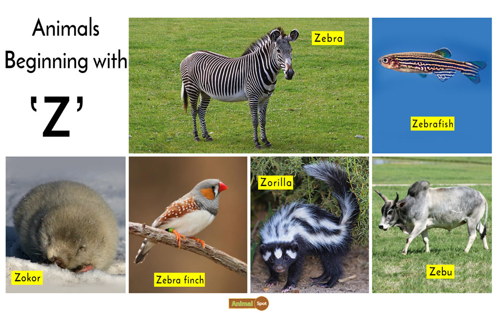 animals that start with the letter y