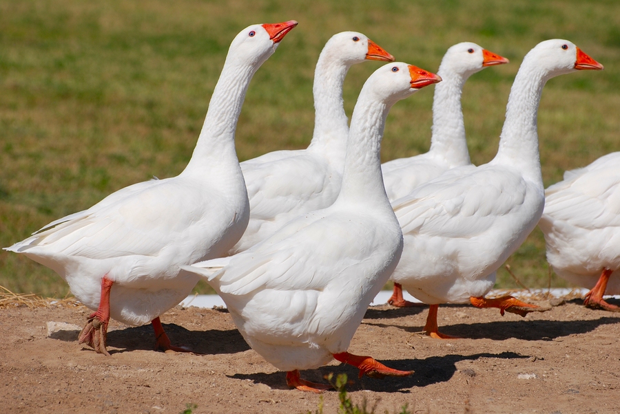 Stressed Goose