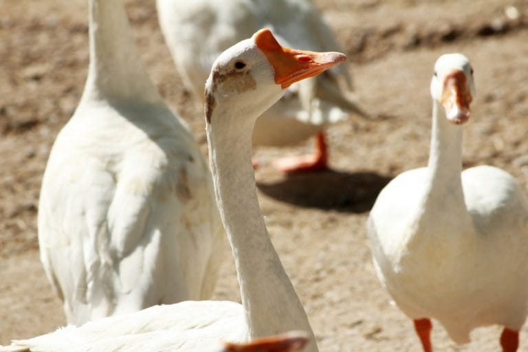 Geese Facts, Types, Lifespan, Size, Classification, Habitat, Pictures