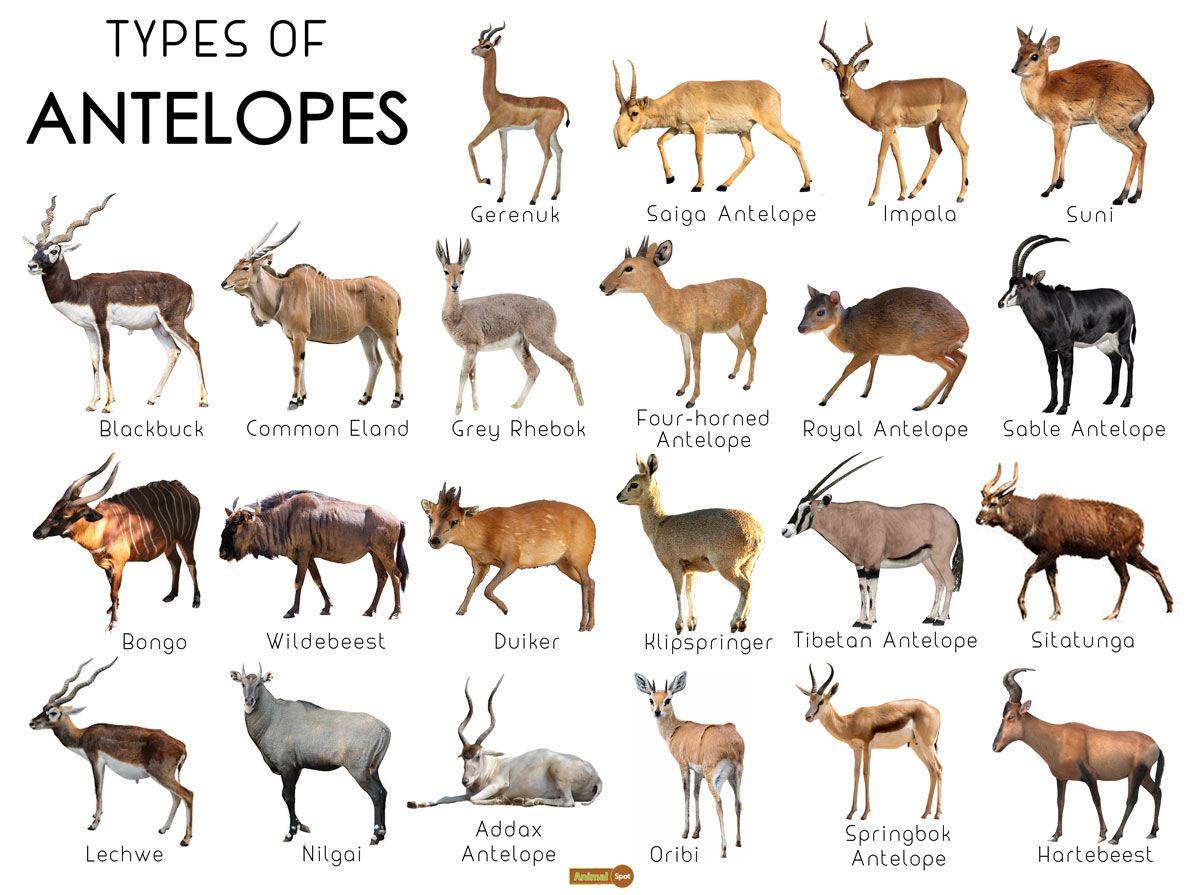 Antelope Facts, Types, Lifespan, Classification, Habitat, Pictures