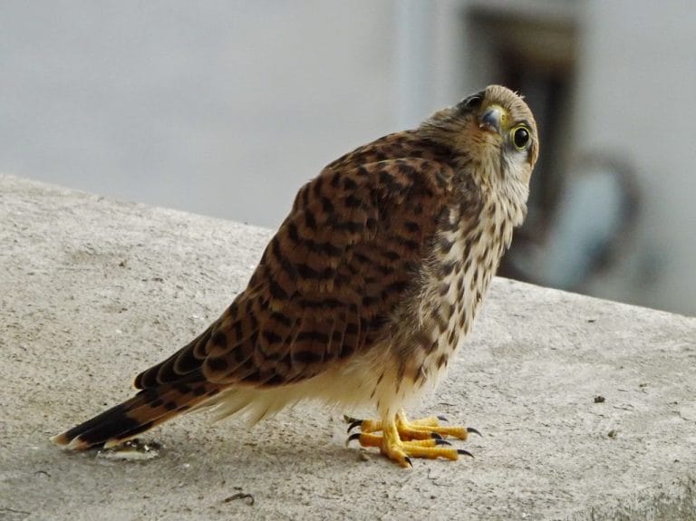 Falcon Facts, Types, Classification, Habitat, Diet, Adaptations