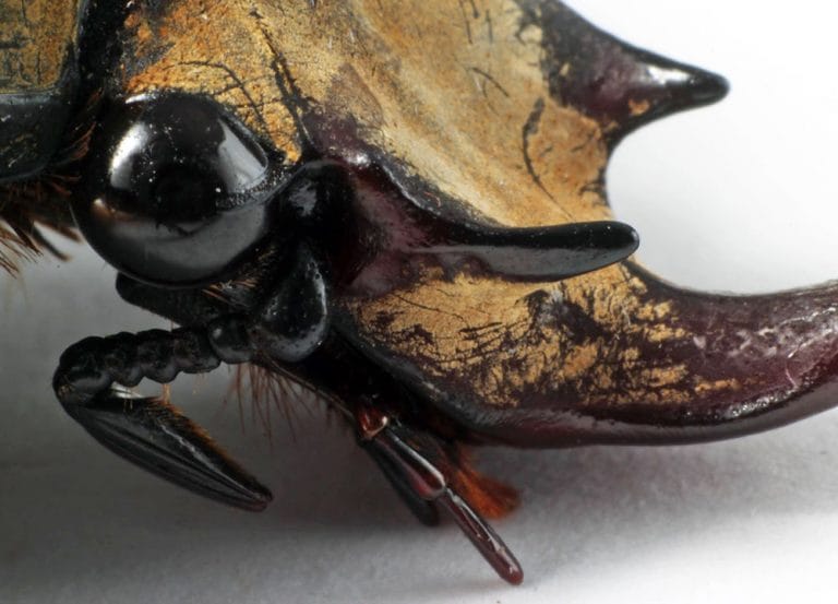 Beetle Facts, Types, Lifespan, Classification, Habitat, Pictures