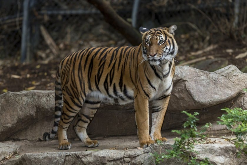 Siberian Tiger vs Bengal Tiger: What's the Difference? - A-Z Animals