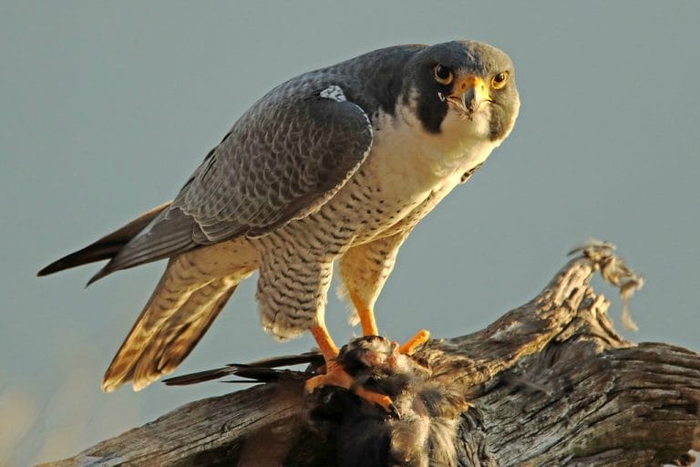 Falcon Facts, Types, Classification, Habitat, Diet, Adaptations