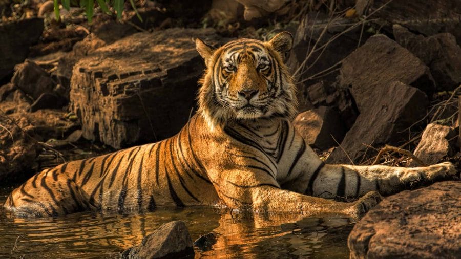 Tiger Facts, Types, Classification, Habitat, Diet, Adaptations