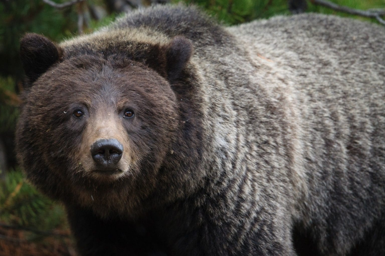Bear Facts Types Lifespan Classification Habitat Pictures Bear Facts Types Lifespan Classification Habitat Pictures