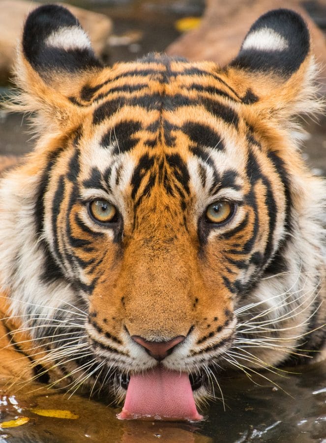 Tiger Facts, Types, Classification, Habitat, Diet, Adaptations