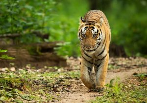 Tiger Picture