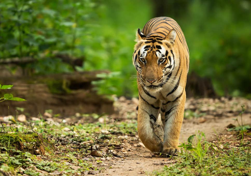 Royal Bengal Tiger  How they look like? What they Eat? & Unique Facts