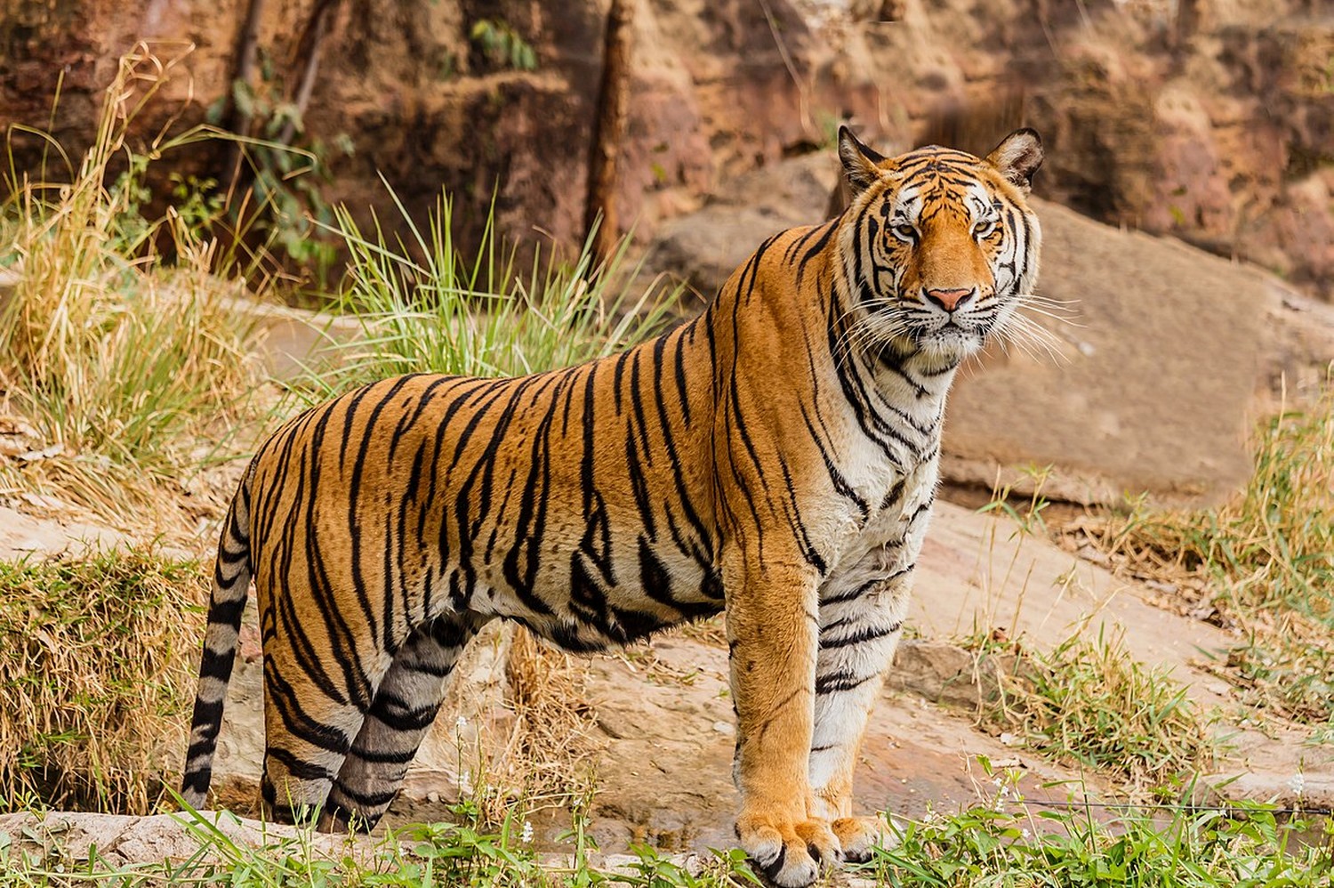 Bengal Tiger Animal Facts  Panthera Tigris Tigris - A-Z Animals