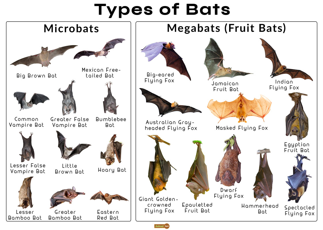 Bat Facts, Types, Classification, Habitat, Diet, Adaptations