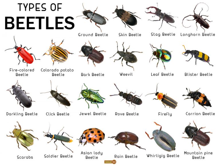 beetle-facts-types-lifespan-classification-habitat-pictures