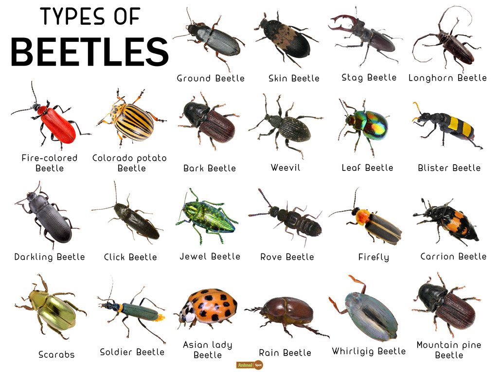 Beetle Facts, Types, Lifespan, Classification, Habitat, Pictures