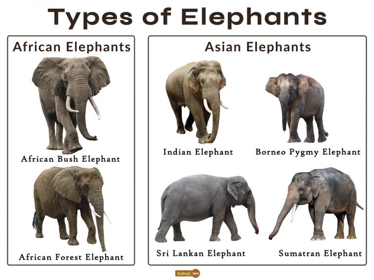 Asian Elephant Classification Chart