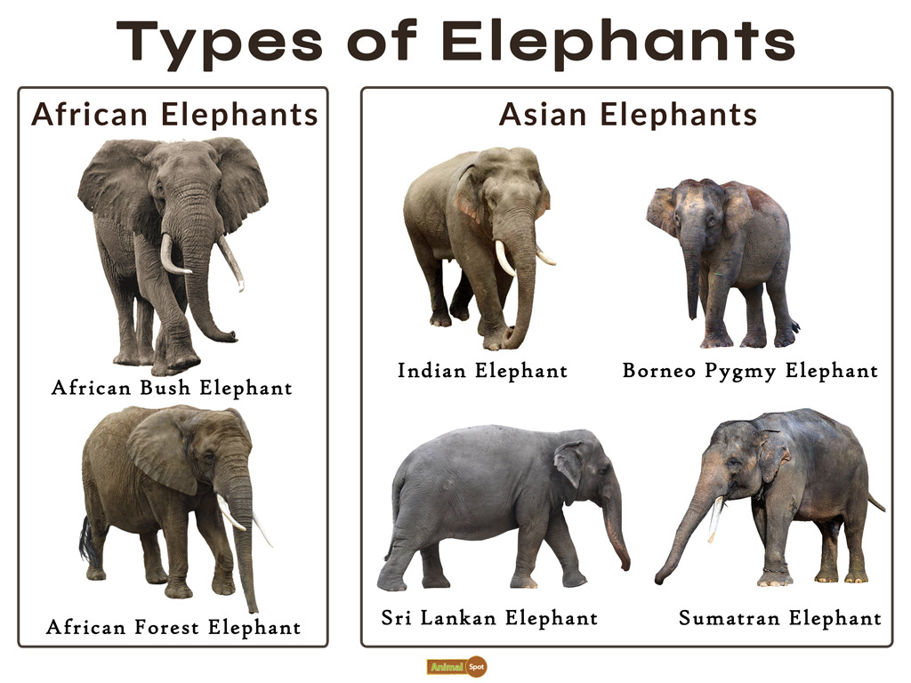 Asian Elephant Vs African Elephant