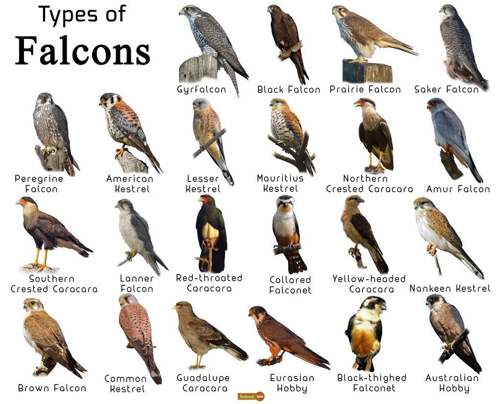 gyrfalcon size comparison