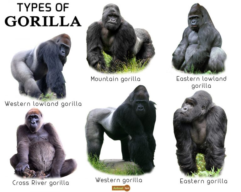 Gorilla Facts, Types, Lifespan, Size, Classification, Habitat, Pictures