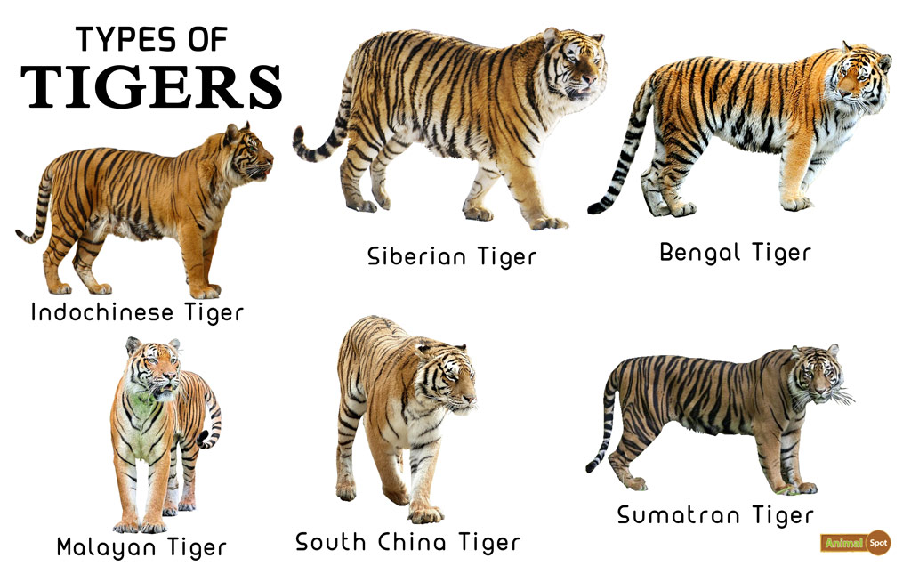 Types of Tigers