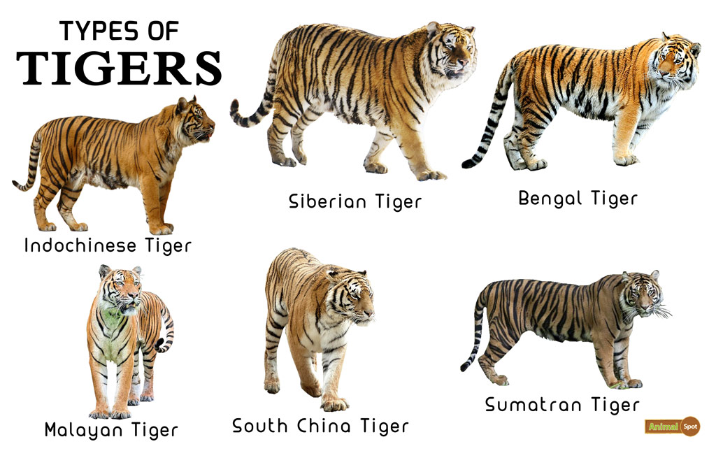 Tiger Facts