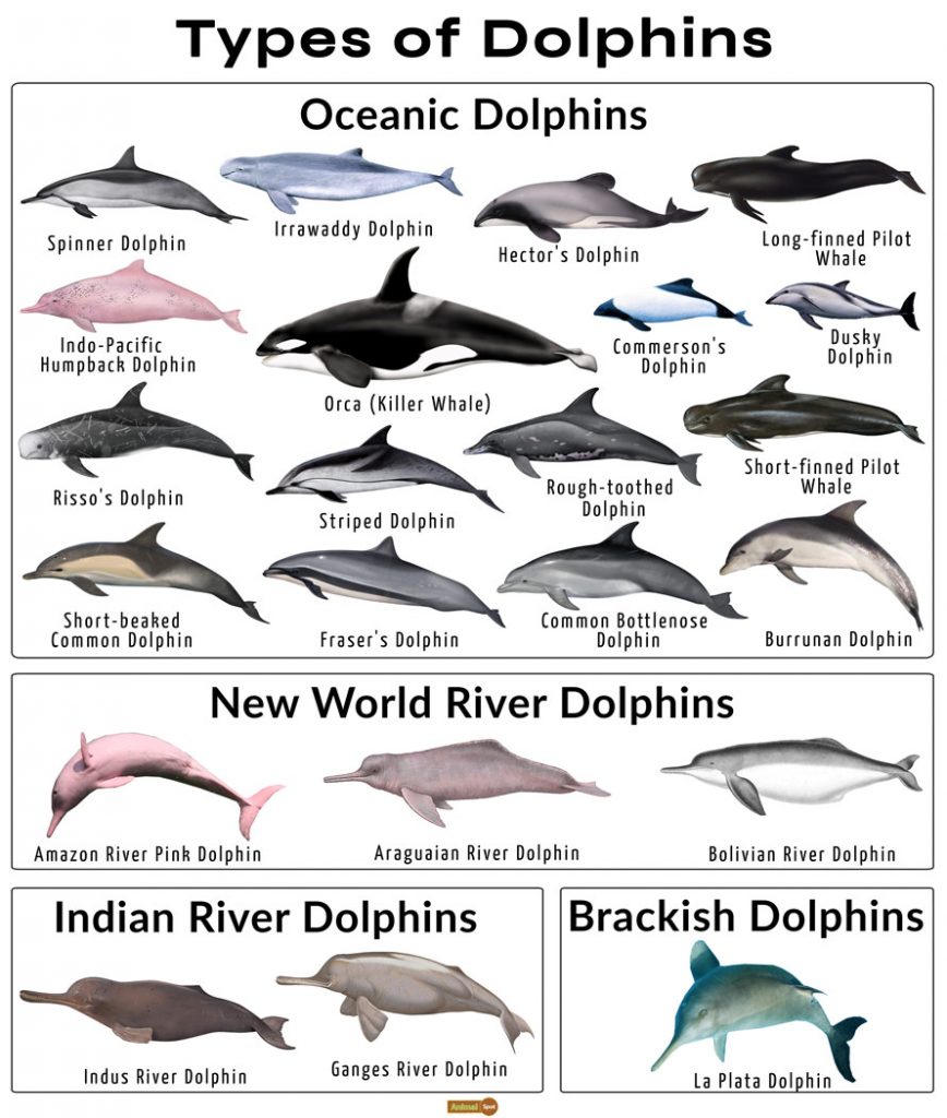 Types of Dolphins