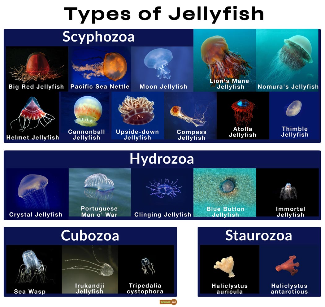 Jellyfish Facts, Types, Classification, Habitat, Diet, Adaptations