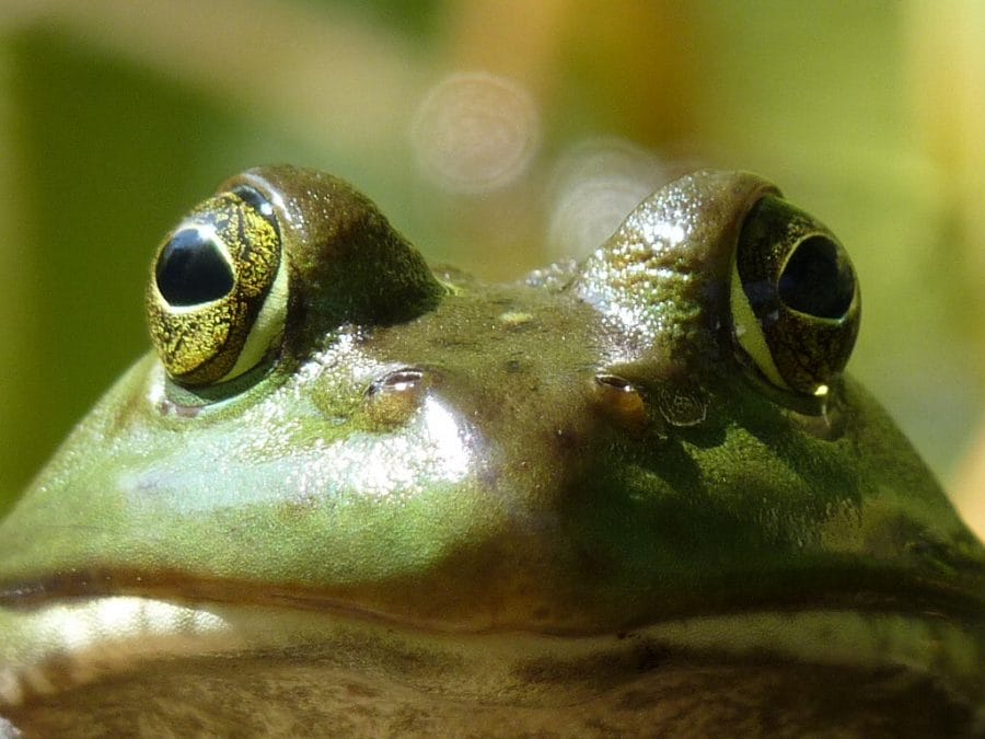 What are the Physical Characteristics of a Frog?