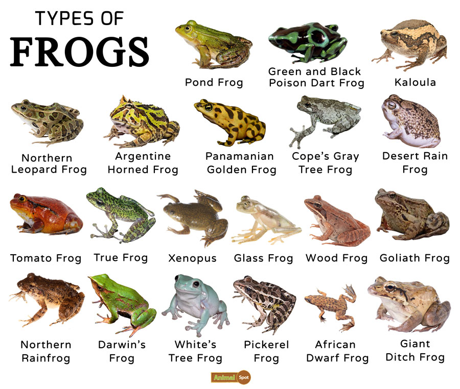 list of toad species