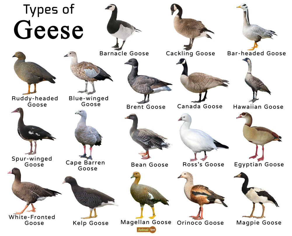 A4 Breeds Of Geese 41 OFF Trabajos ceostenerife