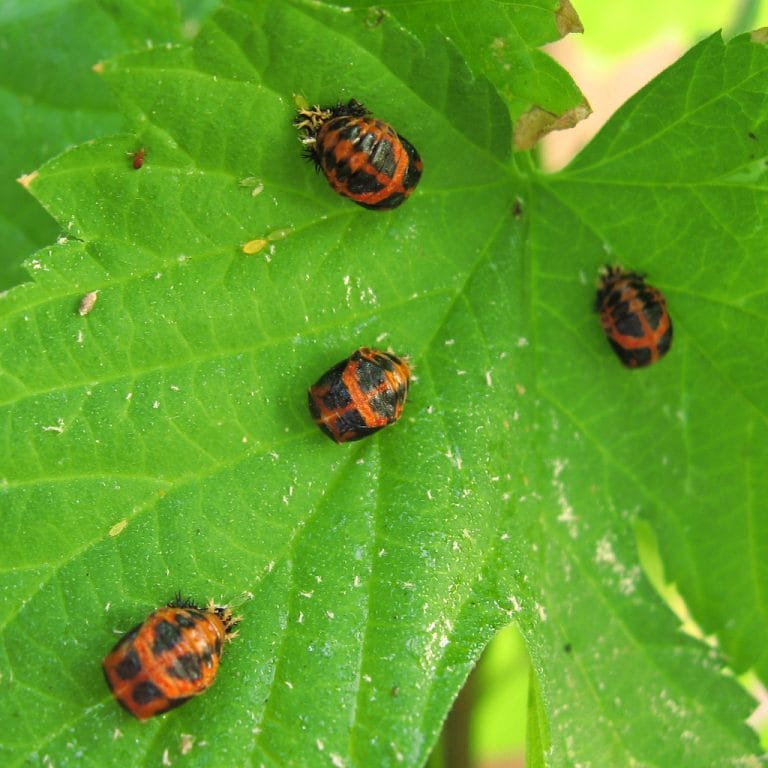 ladybugs-facts-types-lifespan-classification-habitat-pictures
