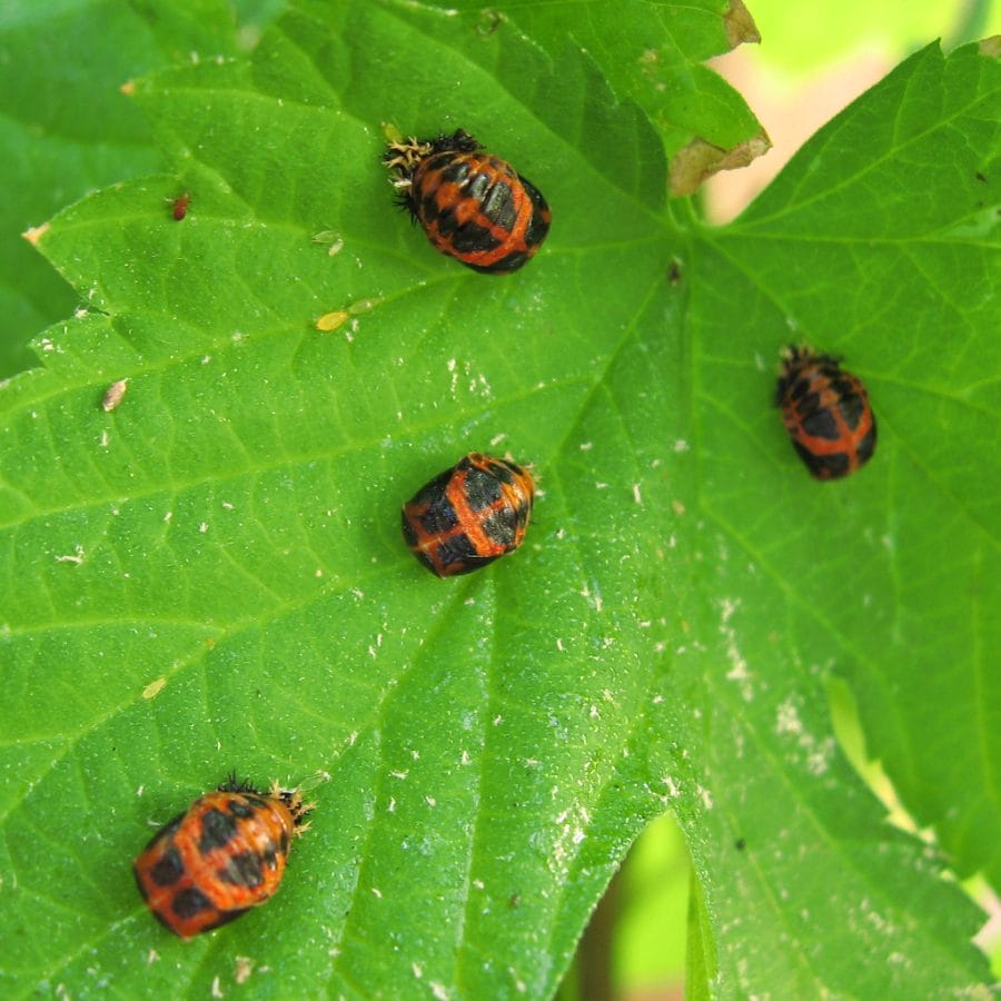 List 100+ Images what does a baby lady bug look like Completed