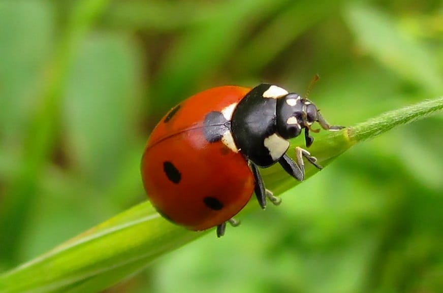 Ladybug Insect Facts - A-Z Animals