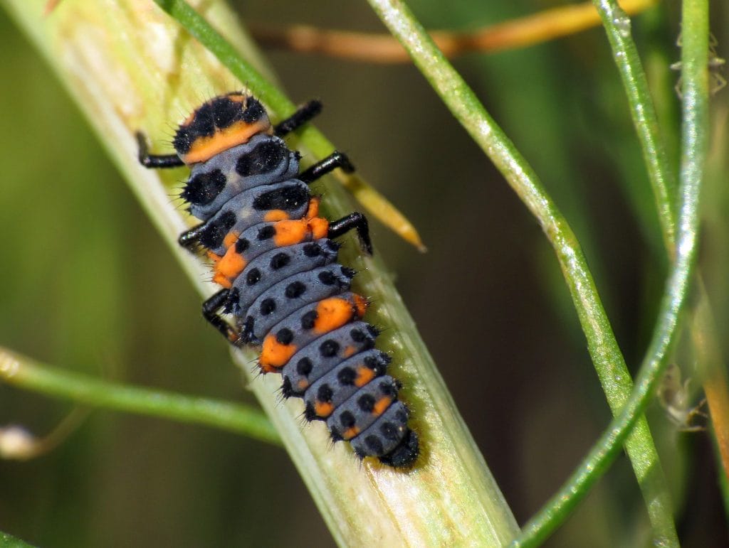 Coccinelles Faits Types Dur e De Vie Classification Habitat Images Coccinelles Faits Types Dur e De Vie Classification Habitat Images