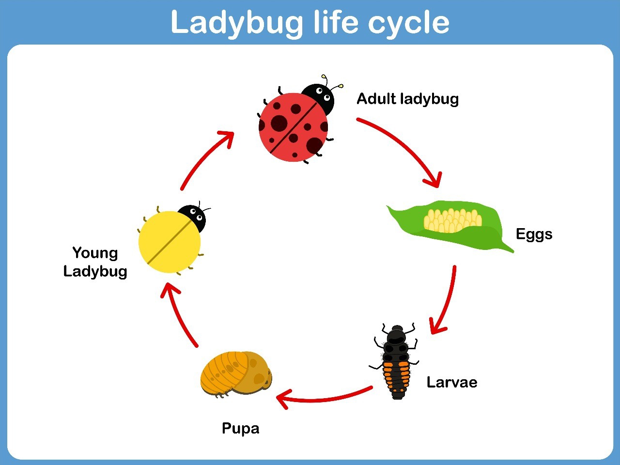 Life Cycle Of A Ladybug Diagram
