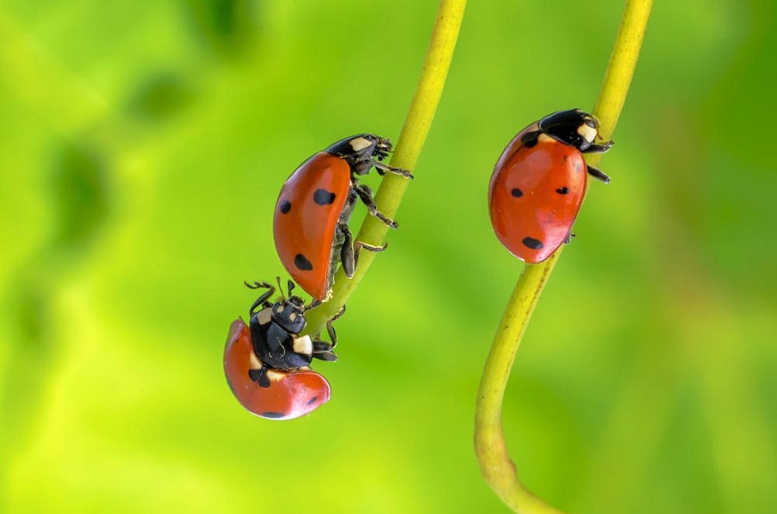 12 Types of Ladybugs Found In Colorado! (ID GUIDE) - Bird Watching HQ