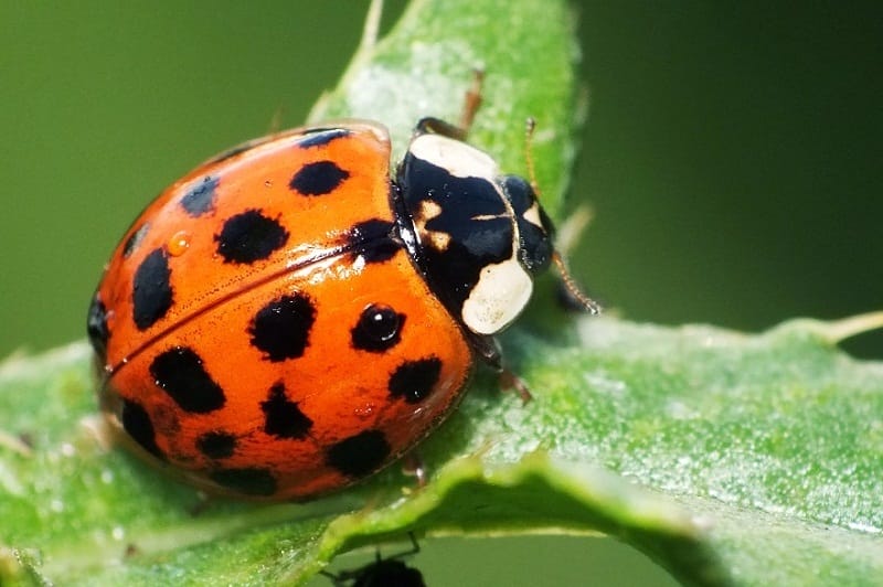 Coccinelles Faits Types Dur e De Vie Classification Habitat Images 