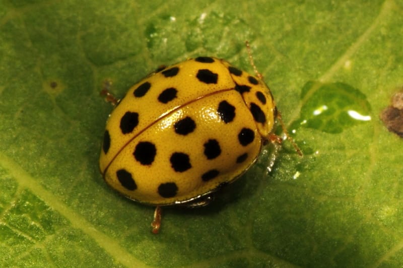 12 Types of Ladybugs Found In Colorado! (ID GUIDE) - Bird Watching HQ