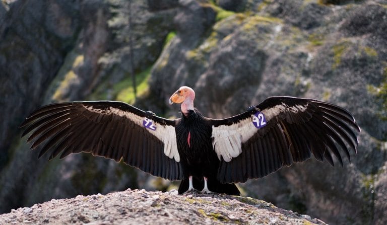 condor wingspan condor wingspan