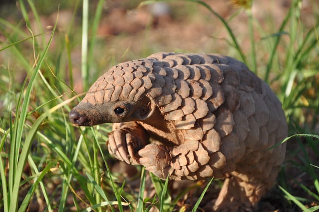 Stuffed Animals Lying Pangolin Plush Pillow Game Anime Figure Pangolin Toy  Hug Pillow Plush Cartoon Animals For Boy Birthday | Fruugo IE