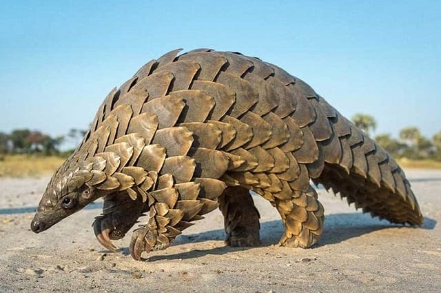 Pangolin Illustration, animals, pangolins, png | PNGWing