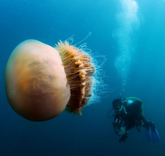 HOAX: This Photo Of A Lion's Mane Jelly Fish Next To A, 46% OFF