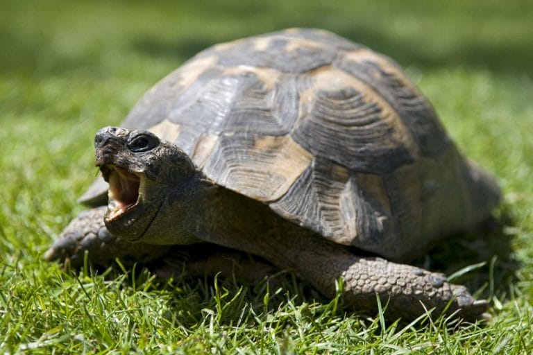 Tortoise Facts, Types, Classification, Habitat, Lifespan, Diet
