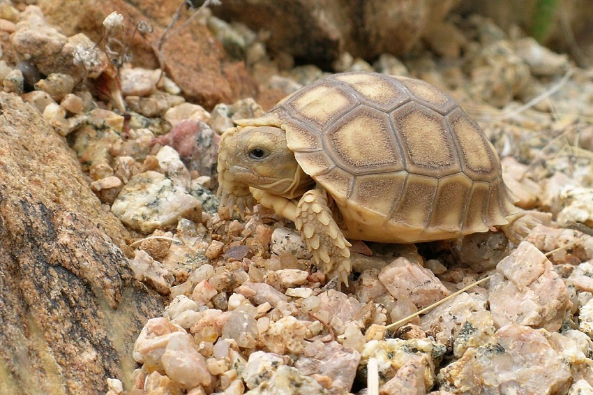 Tortoise Facts, Types, Classification, Habitat, Lifespan, Diet