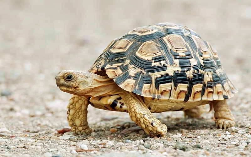 Tortoise Facts, Types, Classification, Habitat, Lifespan, Diet