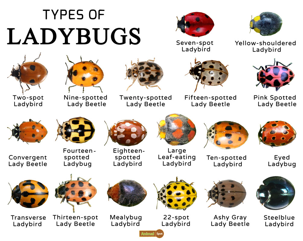 Ladybugs, Family Coccinellidae