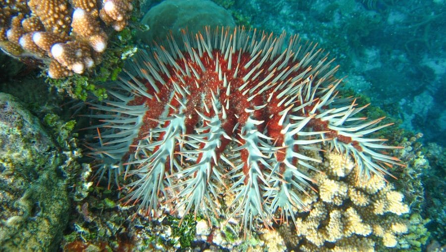 The Crown-of-Thorns Sea Star - Whats That Fish!