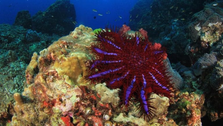 Crown-of-Thorns Starfish Facts, Habitat, Predators, Pictures
