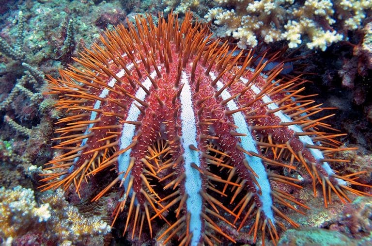 CrownofThorns Starfish Facts, Habitat, Predators, Pictures