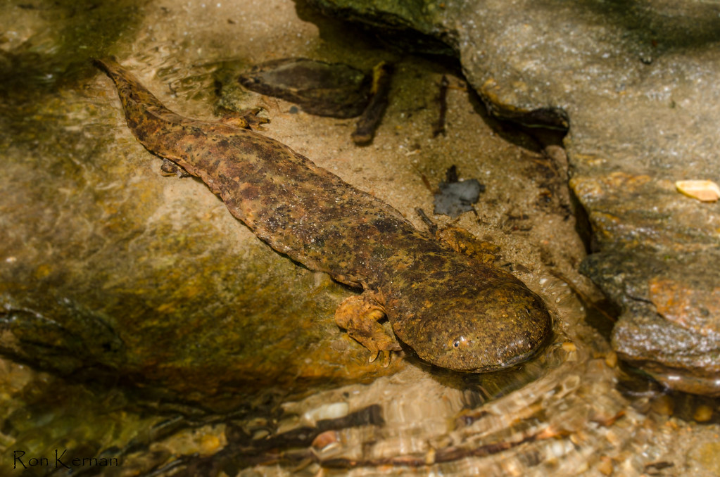 Hellbender Salamander Facts, Size, Habitat, Diet, Pictures
