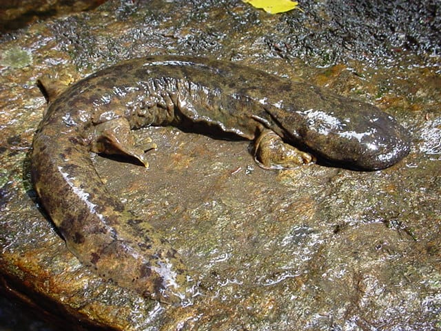 Hellbender Salamander Facts, Size, Habitat, Diet, Pictures